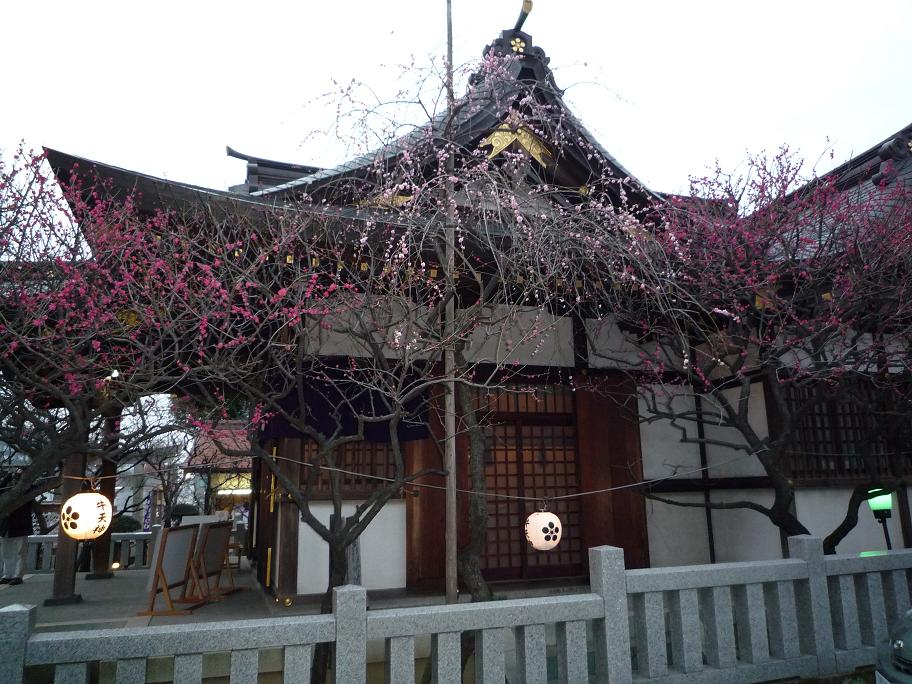 牛天神　北野神社 紅梅まつり_d0088313_22373418.jpg