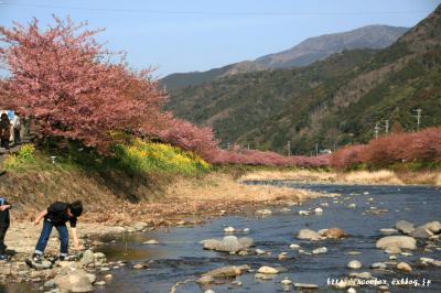 河津桜_a0020615_20473380.jpg