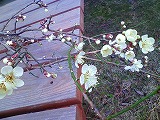 c0060919_1544543.jpg