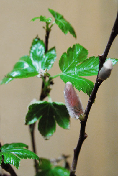 c0172436_14396.jpg