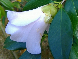 c0056437_12887.jpg