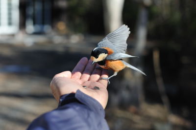 ヤマガラ 西湖 野鳥の森公園 軽薄短照 ヤマガラ 西湖 野鳥の森公園 軽薄短照