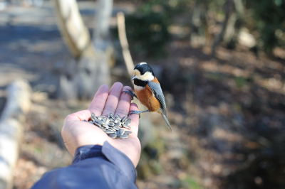 ヤマガラ 西湖 野鳥の森公園 軽薄短照 ヤマガラ 西湖 野鳥の森公園 軽薄短照