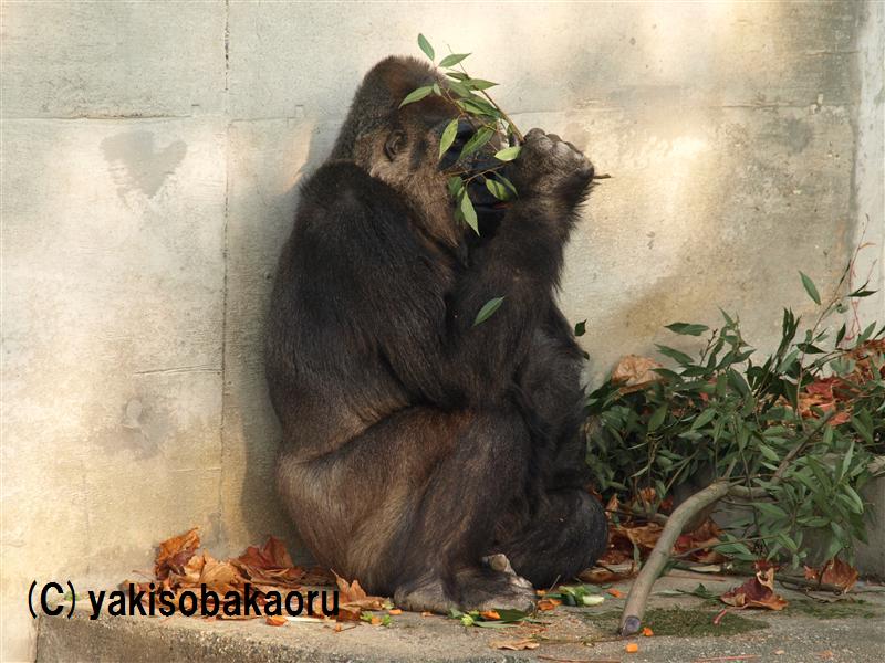 ニシローランドゴリラ（名古屋市東山動植物園）_f0097047_17425224.jpg