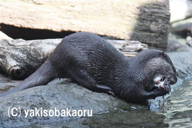 コツメカワウソ（多摩動物公園）_f0097047_21385239.jpg