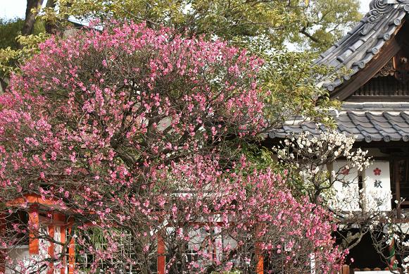 大阪・松山神社の梅_b0063958_00241.jpg