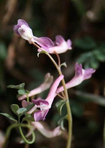  ☆　野の花　☆_f0181173_17495330.jpg