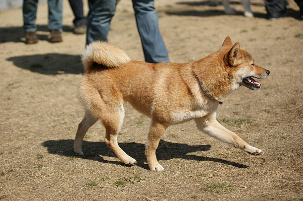 200902ドッグラン毛呂山 13_c0109780_1741467.jpg