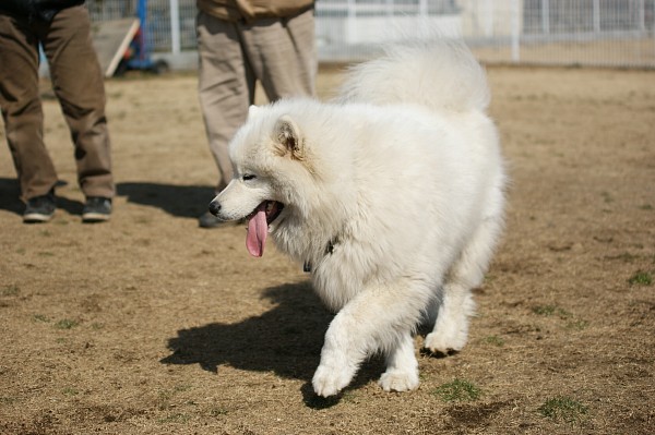 200902ドッグラン毛呂山 13_c0109780_17415322.jpg