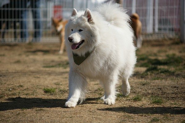 200902ドッグラン毛呂山 13_c0109780_1742277.jpg
