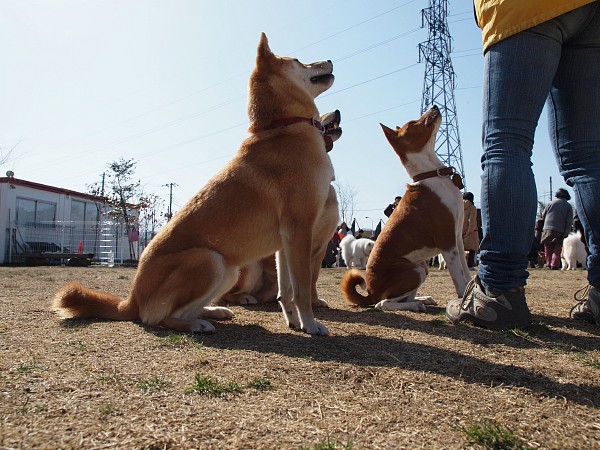 200902ドッグラン毛呂山 14_c0109780_17462665.jpg