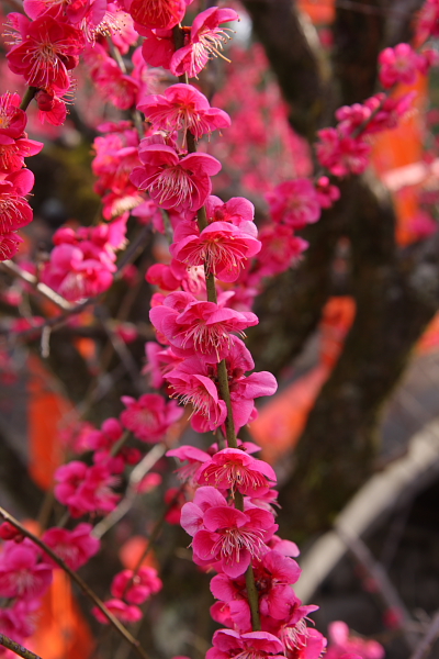 下鴨神社_e0051888_124752.jpg