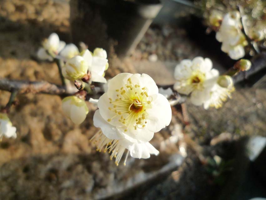 甲州野梅植え替え_a0097110_23243862.jpg