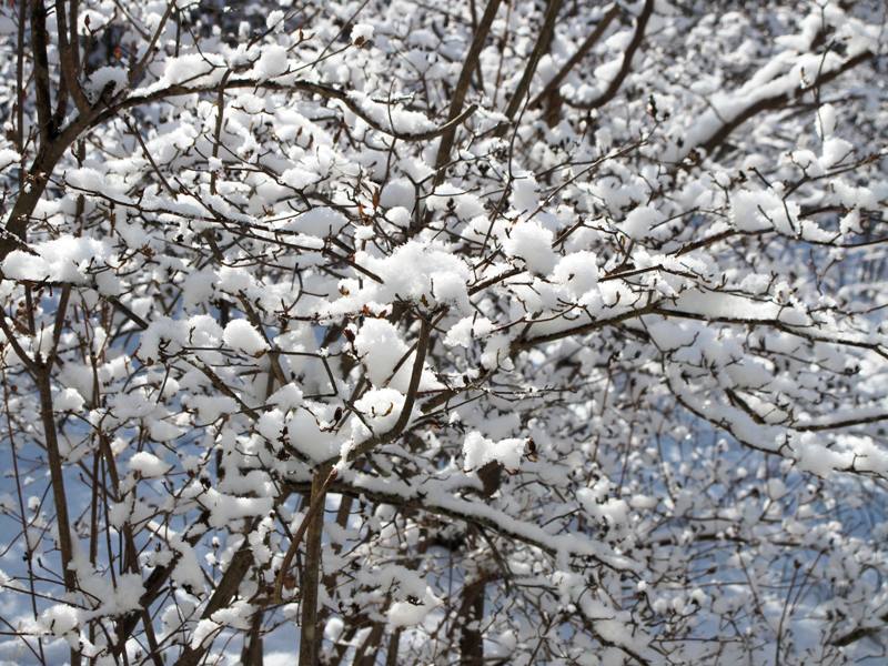 春の淡雪 那須　_e0172840_1819619.jpg