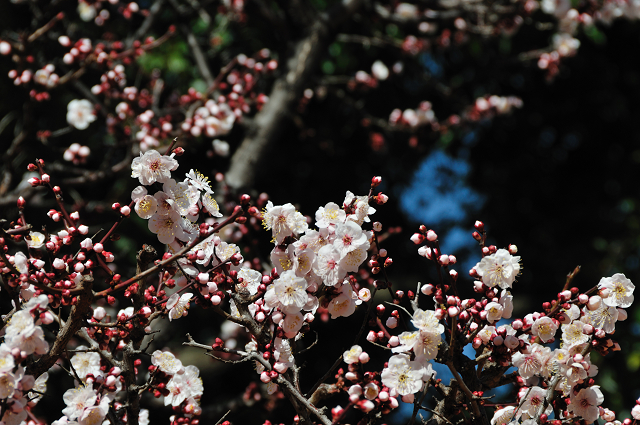 梅の花_e0045345_22313118.jpg