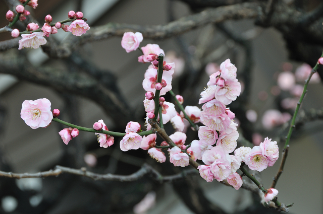 梅の花_e0045345_22332885.jpg