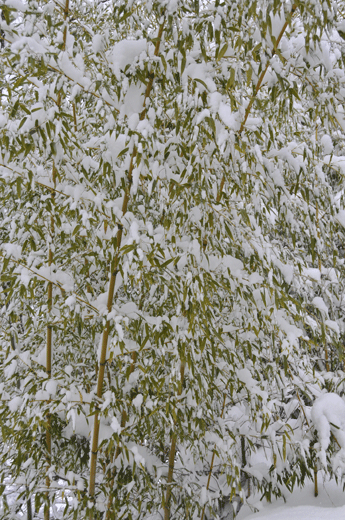 c0093046_063371.gif