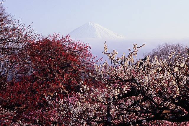 梅と富士山_c0153446_2252422.jpg