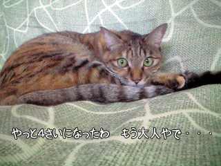 f0116546_23141712.gif