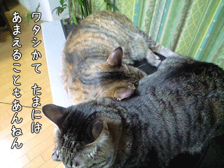 f0116546_23182355.gif