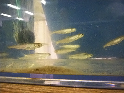 生き物日記 多摩川にサケ Tamagawalk ー多摩川親子探険記ー 生き物日記 多摩川にサケ Tamagawalk ー多摩川親子探険記ー