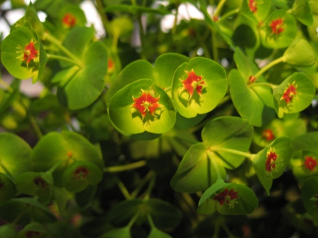 夢の島熱帯植物館①_e0028650_22183510.jpg