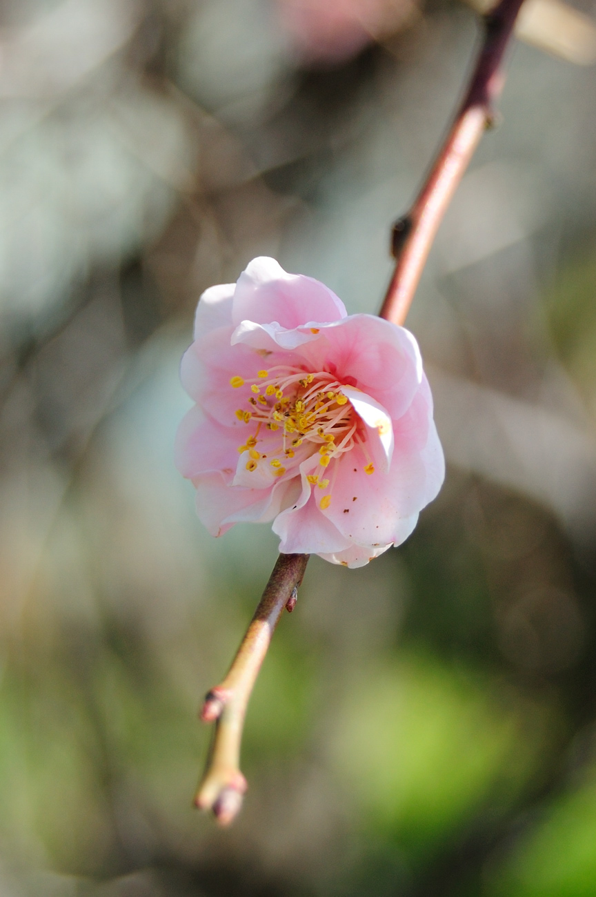 マロンとお散歩 with D40_c0109454_1315785.jpg