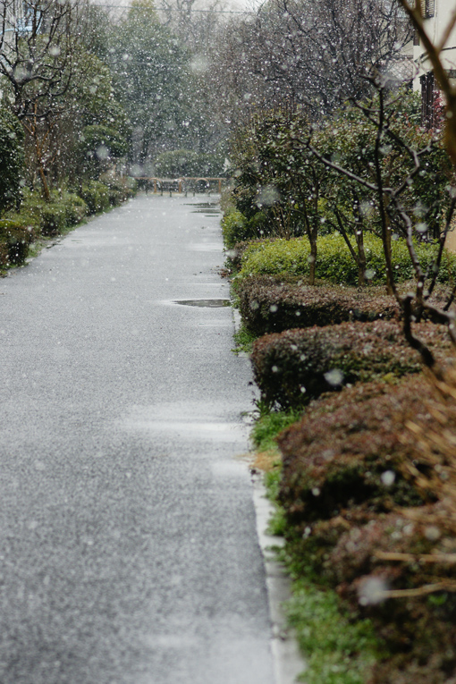 東京にも雪が降りました。_f0016656_1304737.jpg