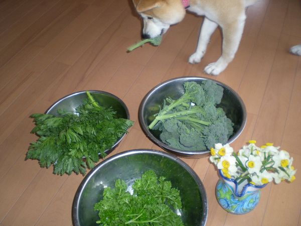 2009、2月28日(土)春野菜をどっさり!_f0060461_19522346.jpg