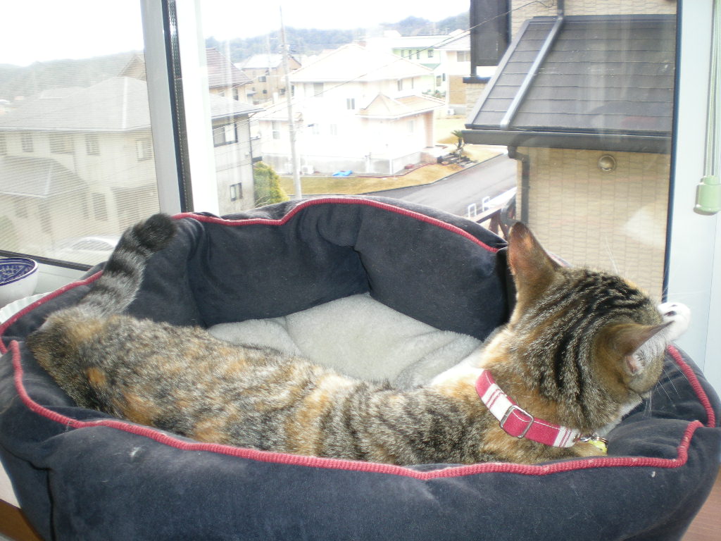 2009、2月28日(土)春野菜をどっさり!_f0060461_20274463.jpg