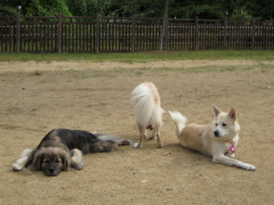 犬トモ　〜ルルコねーさん〜_a0119263_13551140.jpg