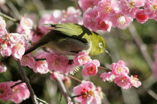 b0120968_22381223.gif