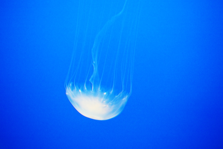 水族館もおわります。_a0088571_2223599.jpg