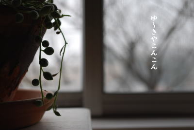 雪が降ったね。_d0091671_85356100.jpg