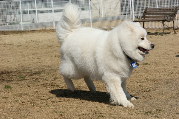 200902ドッグラン毛呂山 15_c0109780_22295747.jpg