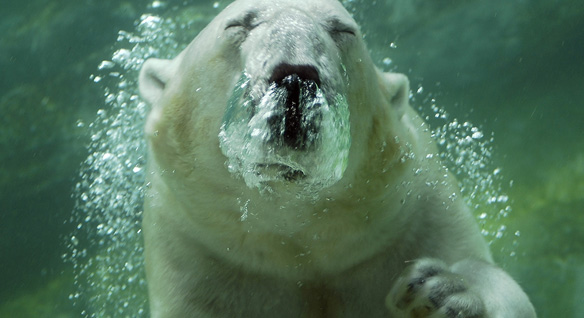 International Polar Bear Day　今日はシロクマの日_c0027188_6208100.jpg