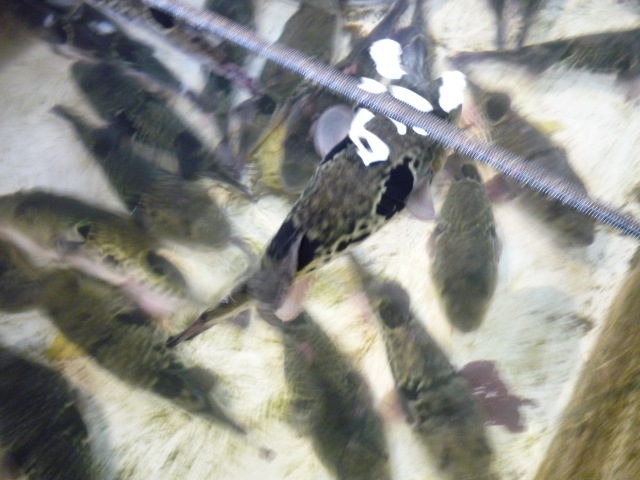 f0036700_12294962.jpg