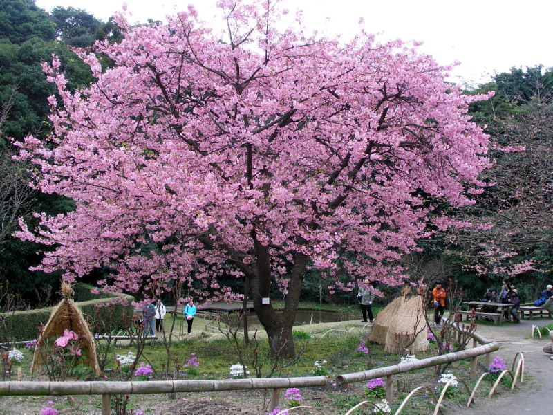 白野江植物公園では河津桜が満開_c0036203_18345866.jpg