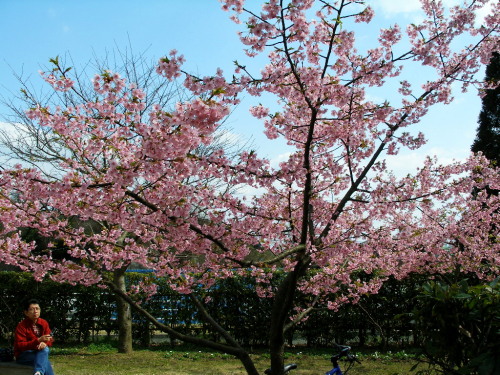 白野江植物公園では河津桜が満開_c0036203_1839479.jpg