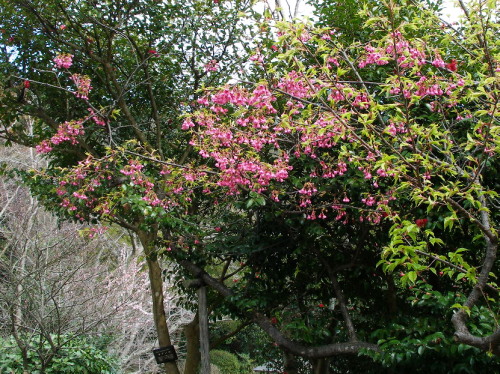 白野江植物公園では河津桜が満開_c0036203_18414070.jpg