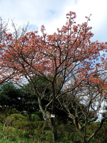 白野江植物公園では河津桜が満開_c0036203_18422817.jpg