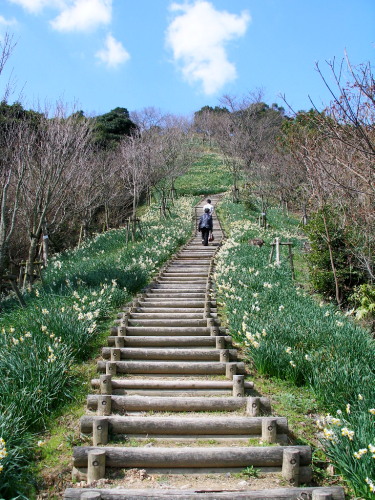 白野江植物公園では河津桜が満開_c0036203_184608.jpg