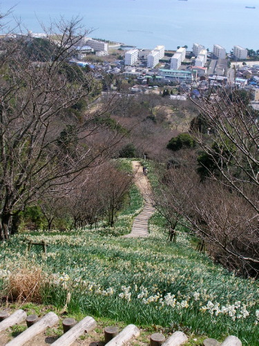 白野江植物公園では河津桜が満開_c0036203_18473673.jpg