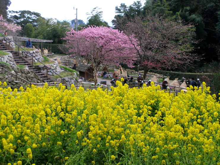 白野江植物公園では河津桜が満開_c0036203_18532122.jpg
