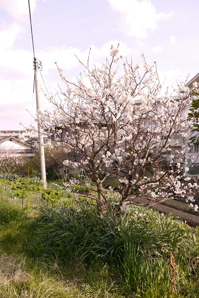 ◎満開◎_c0198903_2048171.jpg