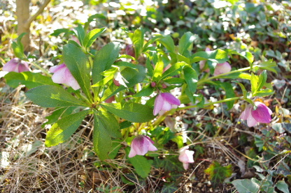 c0056707_9285853.jpg