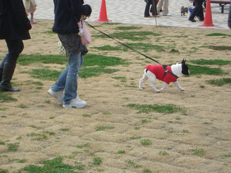 犬嫌いの私が、なぜここに?_f0141310_22432560.jpg