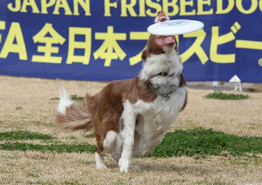 ＪＦＡ　淡路島大会へ_c0181414_07457.jpg