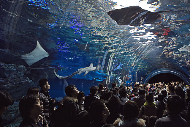 水族館_b0010915_20193912.jpg
