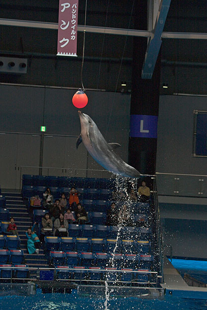 水族館_b0010915_20215835.jpg